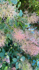 Cotinus coggygria