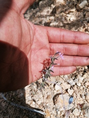 Porophyllum linaria