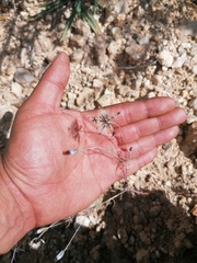 Porophyllum linaria