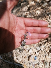 Porophyllum linaria