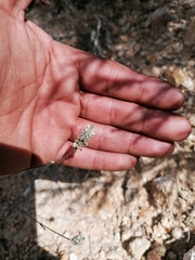 Porophyllum linaria