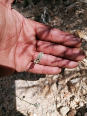 Porophyllum linaria