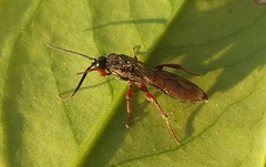 Metopiinae