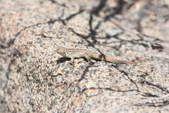 Liolaemus zapallarensis