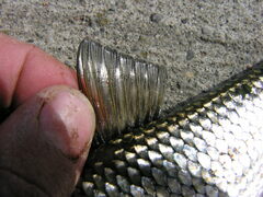 Semotilus corporalis