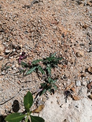 Porophyllum linaria