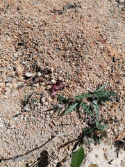 Porophyllum linaria