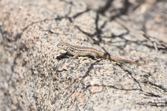 Liolaemus zapallarensis