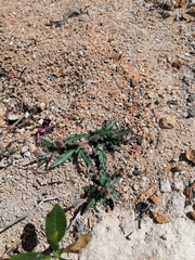 Porophyllum linaria