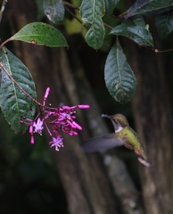 Selasphorus flammula