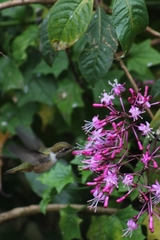 Selasphorus flammula