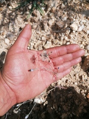 Porophyllum linaria