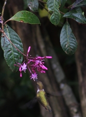 Selasphorus flammula