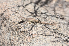 Liolaemus zapallarensis