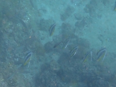 Heniochus diphreutes