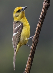 Piranga bidentata