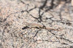 Liolaemus zapallarensis