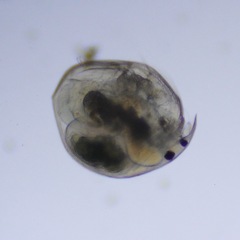 Chydorus