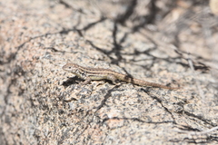 Liolaemus zapallarensis