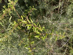 Rubia fruticosa image