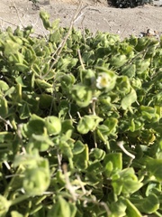 Mirabilis tenuiloba