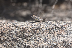 Liolaemus zapallarensis