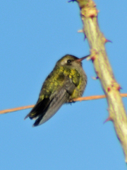 Cynanthus latirostris