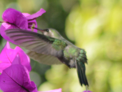 Cynanthus latirostris