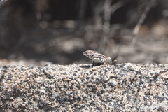 Liolaemus zapallarensis