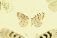 Gnophos thibetaria