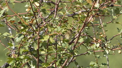 Phylloscopus trochilus