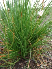 Asphodelus fistulosus