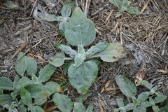 Helianthus argophyllus