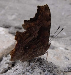 Polygonia egea