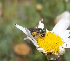 Lasioglossum viride