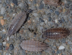 Porcellionides sexfasciatus