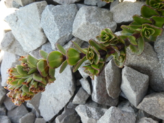 Veronica haastii