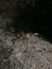 Heterotheca inuloides