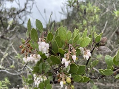 Arctostaphylos rudis