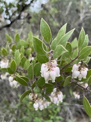 Arctostaphylos rudis