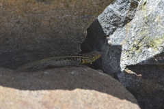 Liolaemus zapallarensis