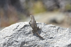 Liolaemus zapallarensis