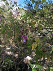 Salvia semiatrata