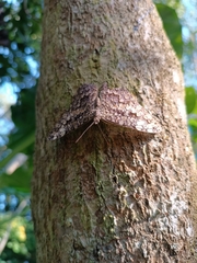 Hamadryas