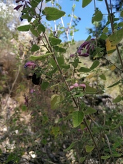 Salvia semiatrata