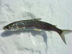 Coregonus artedi