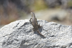 Liolaemus zapallarensis