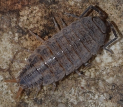 Porcellionides sexfasciatus