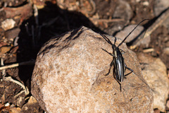 Sphaenothecus trilineatus