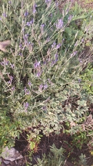 Lavandula